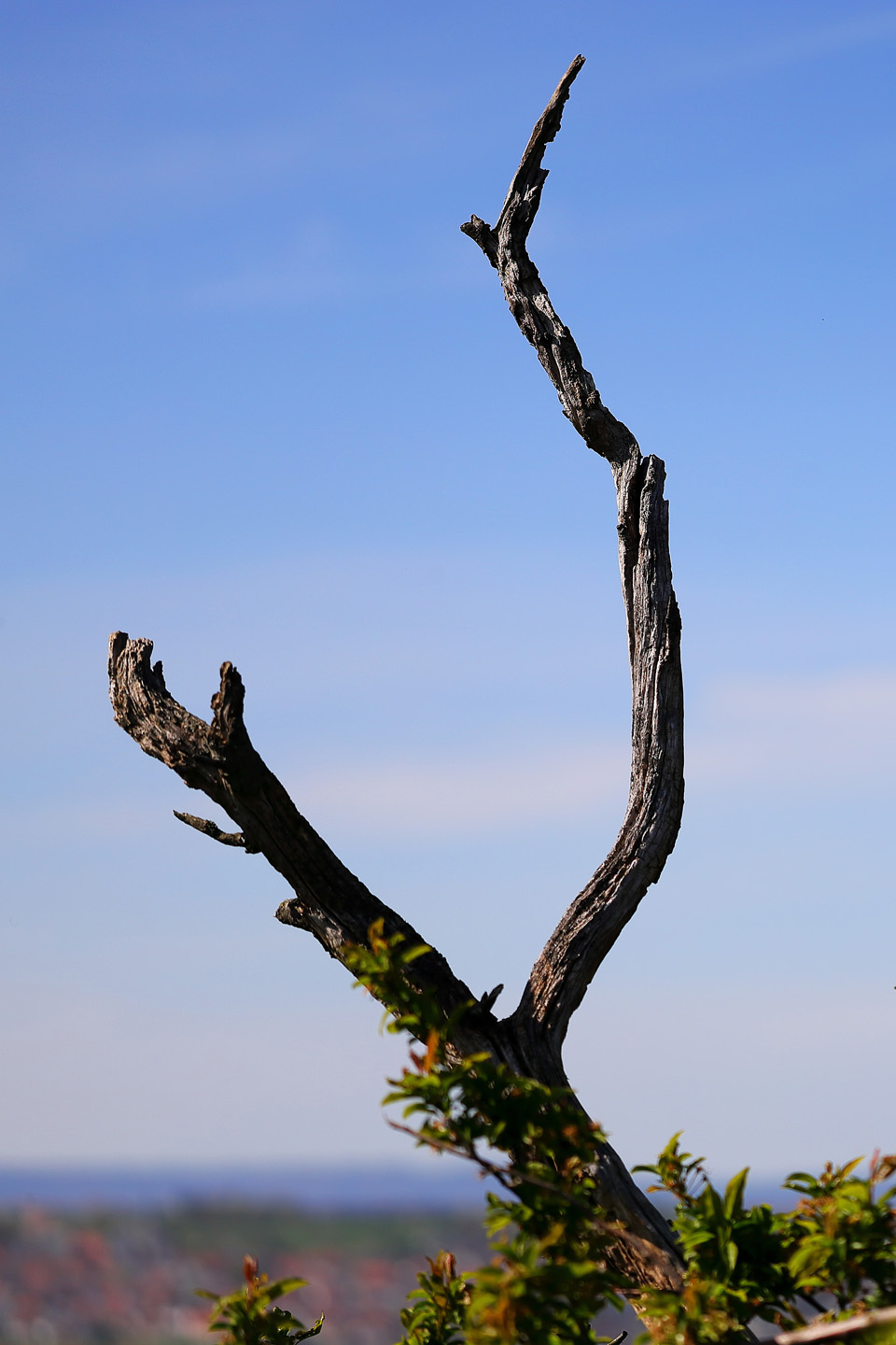 Morscher Ast vor blauem Frühlings-Himmel